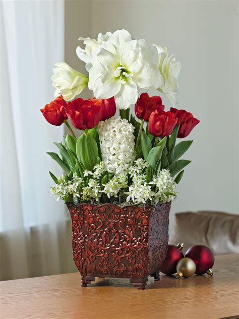 Christmas Flower Bulbs in Arrangement