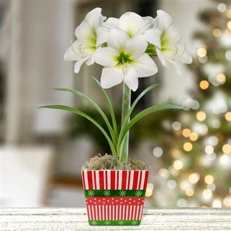 Christmas Flower Bulbs in Pot