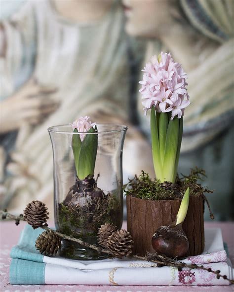 Christmas Flower Bulbs on Table