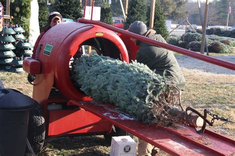 A Christmas tree baler in action