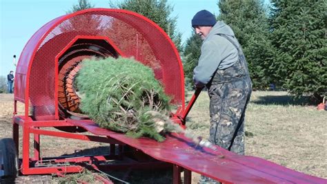 A Christmas tree baler in action