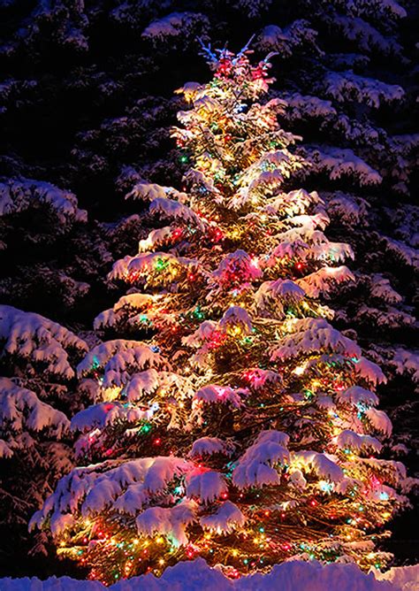 Christmas Tree Decoration Ideas for Outdoor Trees