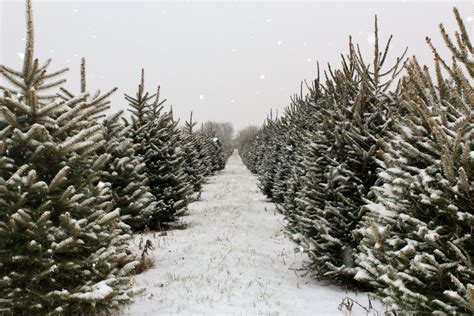 A Christmas tree farm with a variety of trees