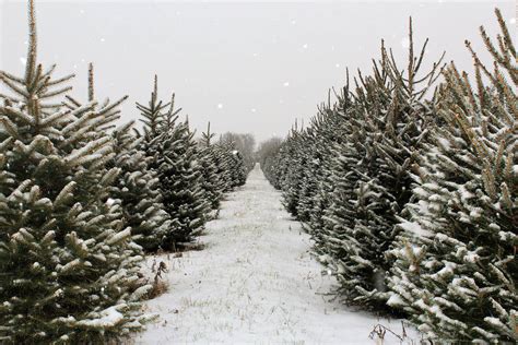 Christmas Tree Farm in Christmas Town Washington