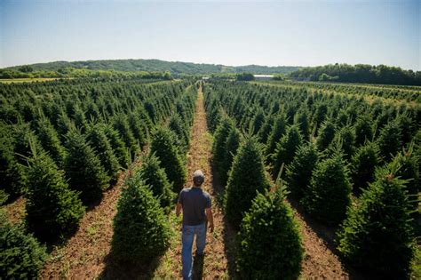 Swiss Christmas Tree Farm