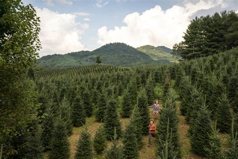 Christmas tree farms image 3