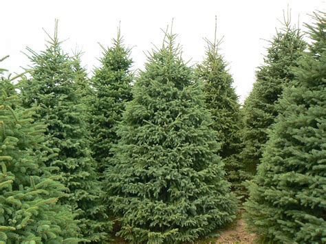 Christmas tree wholesalers image 1