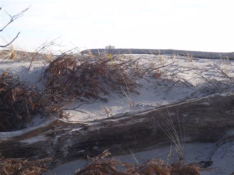 Using Christmas trees for erosion control