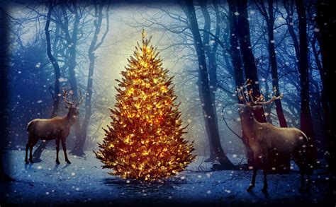 Using Christmas trees as a wildlife habitat