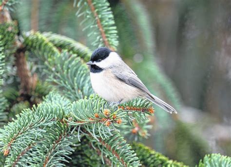 Using Christmas trees as a wildlife habitat