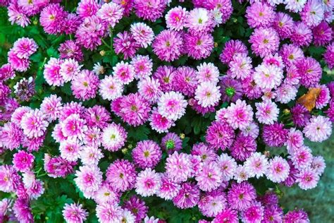 Chrysanthemum flower meaning