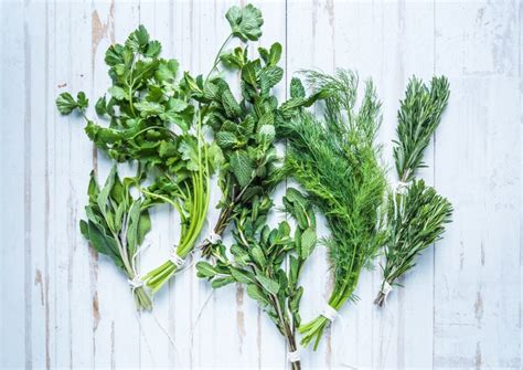 Cilantro and Dill Companion Planting