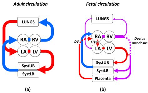 Understanding Circulation