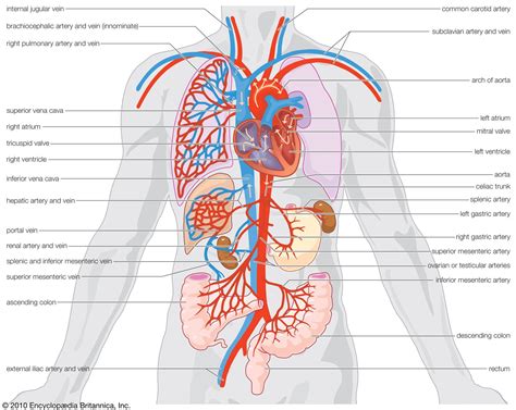 Circulatory System