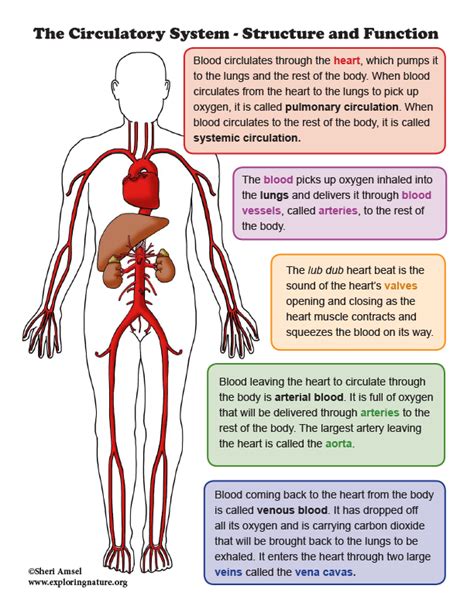 Circulatory System Function