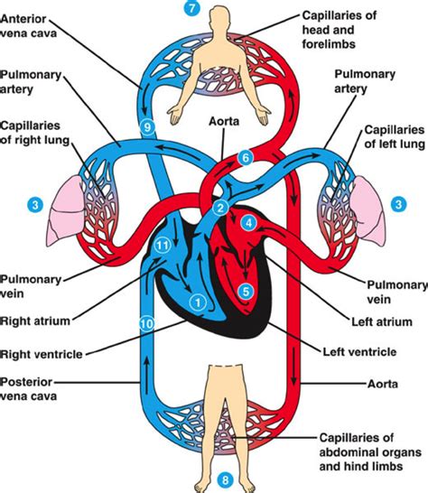 Circulatory System Image