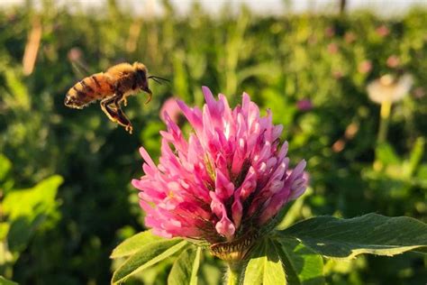 Clover with Bees Coloring Page