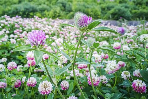 Clover with Flowers Coloring Page