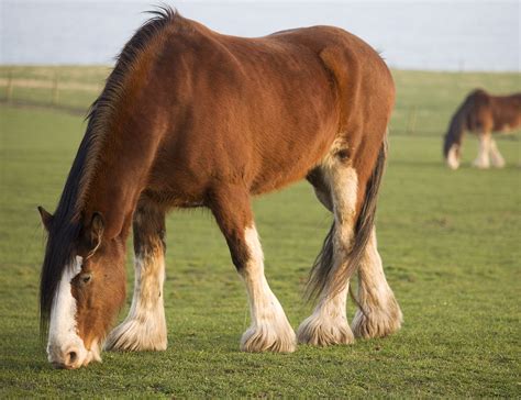 Clydesdale Horse