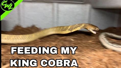 Cobra feeding chart