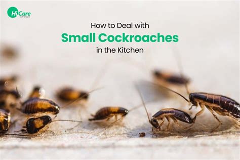 Cockroach Control Strategies