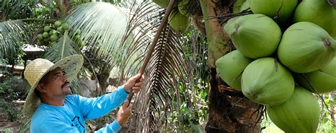 Coconut oil for sustainability