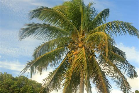 Coconut Tree