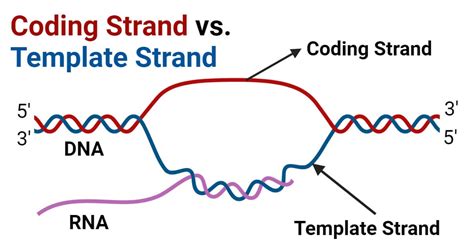 Coding Strand vs Template Strand