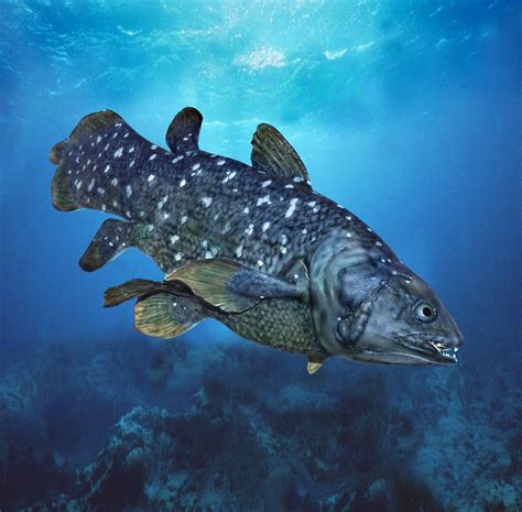 Coelacanths