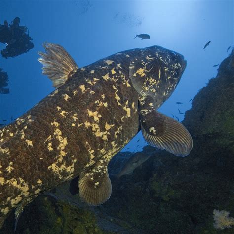 Coelacanths