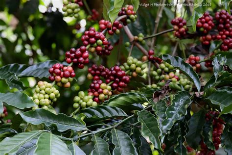 Coffee Plantation