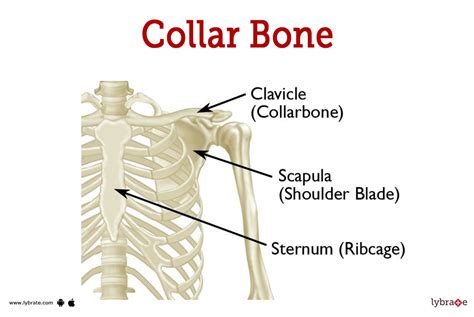 Collar bone anatomy