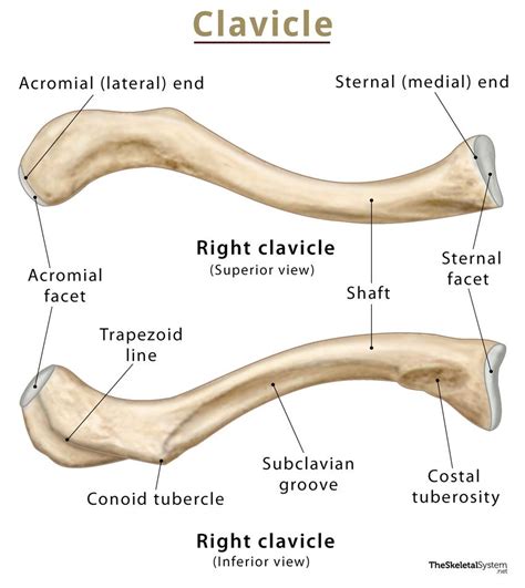 Collarbone anatomy