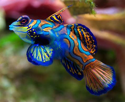 Colorful Fish 10