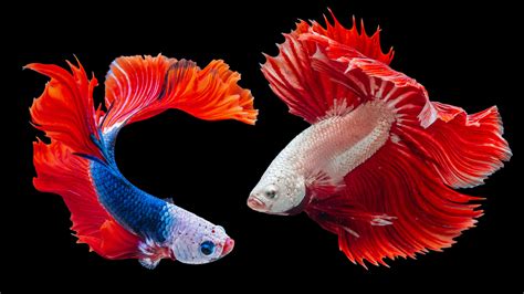 Colorful Fish 2