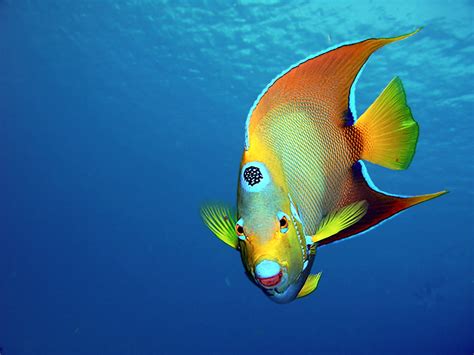 Colorful Fish 5