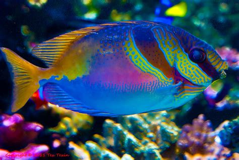 Colorful Fish 7