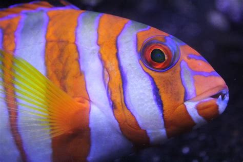 Colorful Fish 8