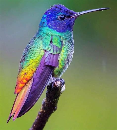 Colorful Hummingbird