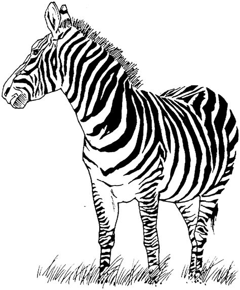 Coloring pages of zebras for kids