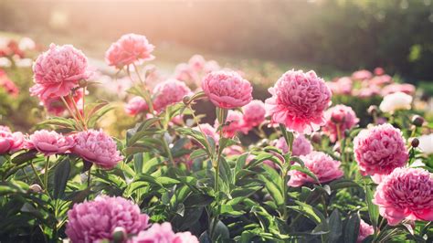 Combined Techniques Peony Flowers