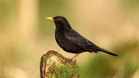 Common Blackbird Species and Their Calls