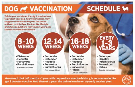 common challenges puppy vaccination records