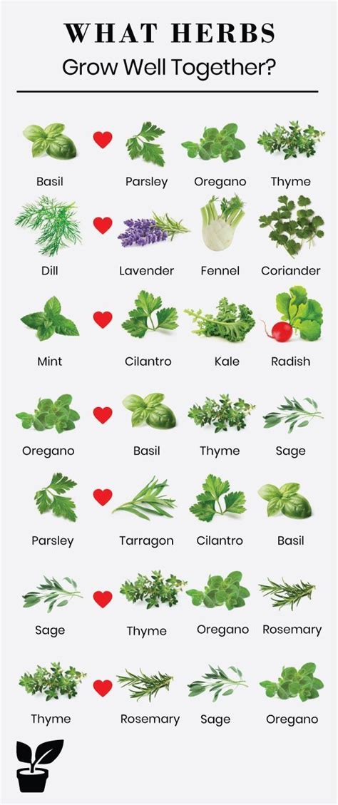 Basil and Mint Companion Planting