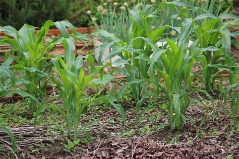 Beans and Corn Companion Planting