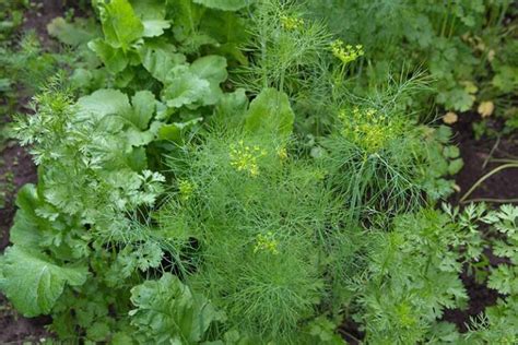 Cucumbers and Dill Companion Planting