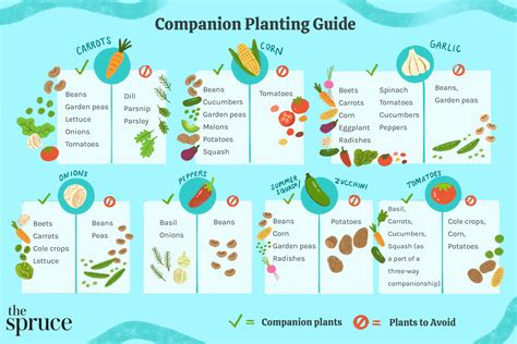 Mint and Carrots Companion Planting