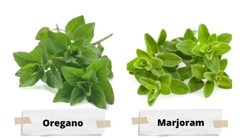 Oregano and Garlic Companion Planting