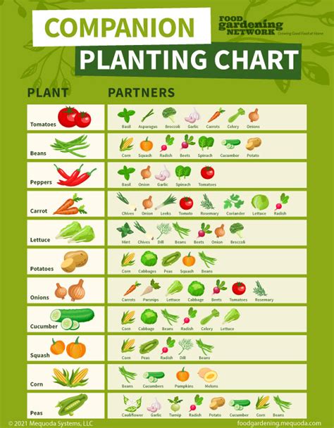 Companion planting spacing chart example