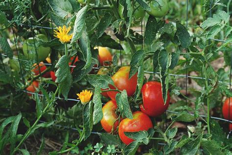 Tomatoes and Basil Companion Planting